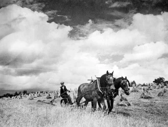 Oogsten van Iers Raaigras, 1940